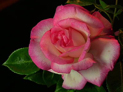 Роза, храст роза, розово, розово цвете, цвят, растителна, флора