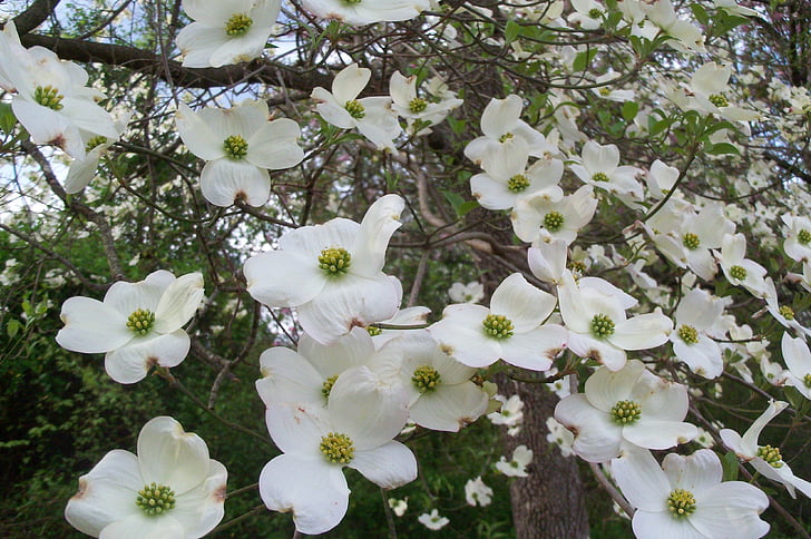 Dogwood blossoms, lente, bloem, wit