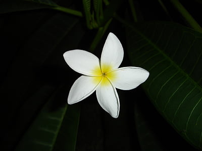 flor, Branco, amarelo, macro, flor, flor, planta
