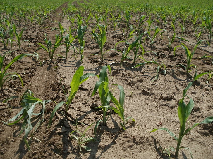 kukurūza, kukurūza, lauks, lauksaimniecība, lauksaimniecība, augkopības, pieaugums