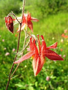 canada columbine, eastern red columbine, wild columbine, aquilegia canadensis, flowers, bloom, blooming