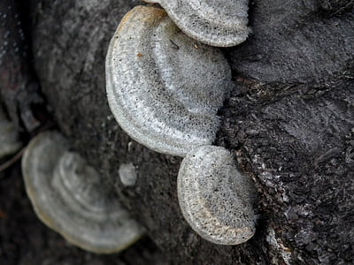 mushroom, tree fungus, forest, balance beam, mushrooms, tree, grey
