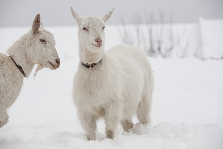 koza, biela, kozy, sneh, obojok, chladom, zimné