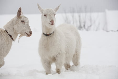 kecske, fehér, kecske, hó, Kutya nyakörv, hideg hőmérséklet, téli
