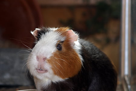 guinea pig, amanda, pet, smooth hair, three coloured, from the front, sweet portrait