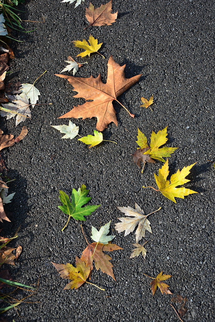 leaves, autumn, road, october, seasonal