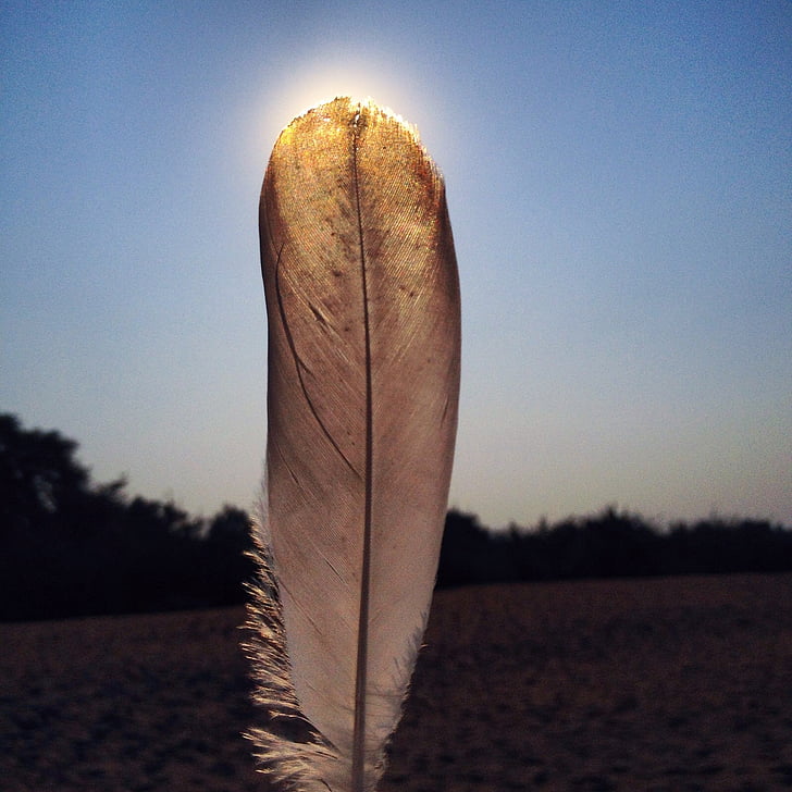 feather, nature, sky