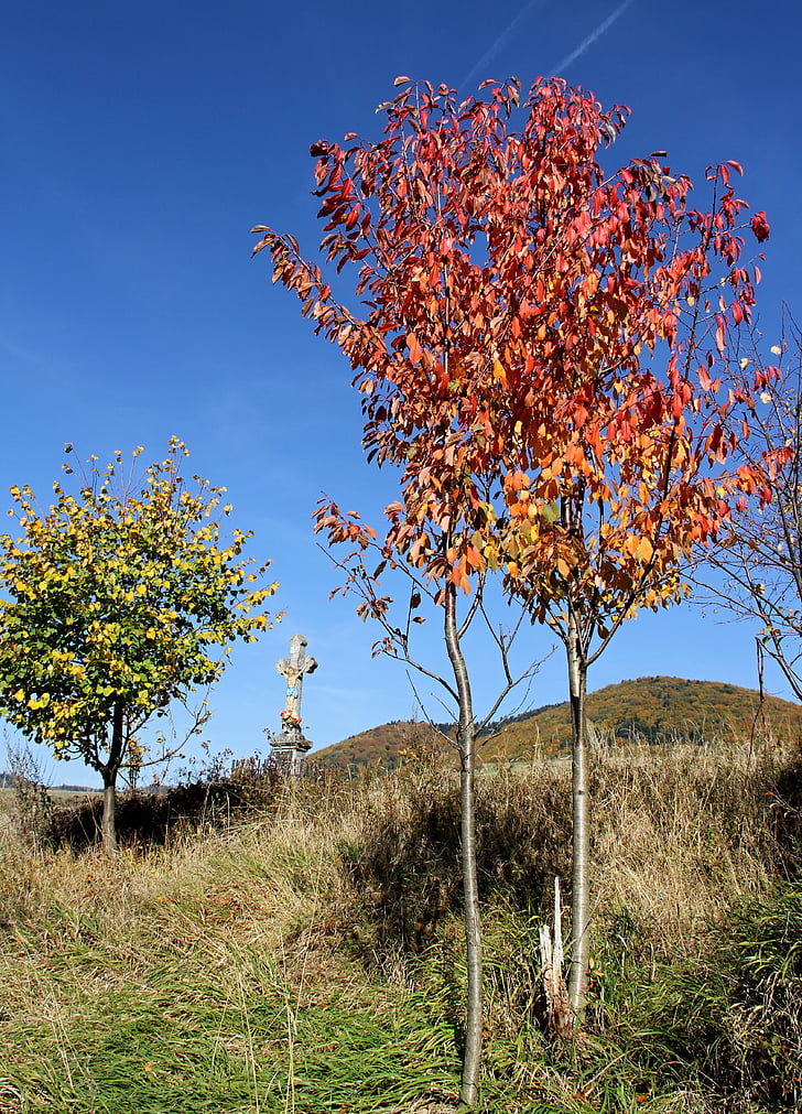 hösten, naturen, Cross, träd