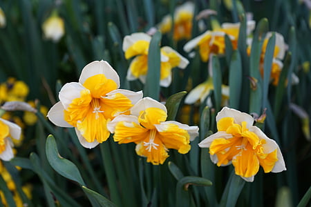Narciso, flores, amarillo, flor, floración, planta, primavera