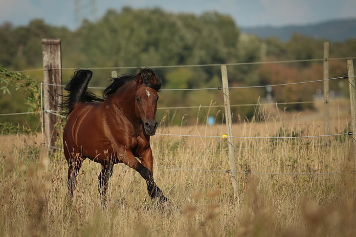 kuda, kuda Arab., padang rumput, hewan, alam, pertanian, di luar rumah
