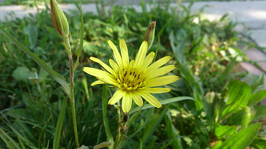 Daisy, žltá margarétka, žltý kvet