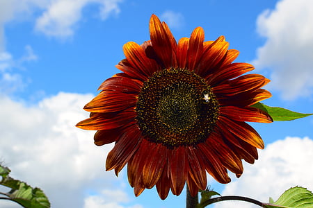 bunga matahari, gelap, lebah, Tutup, alam, kontras, langit