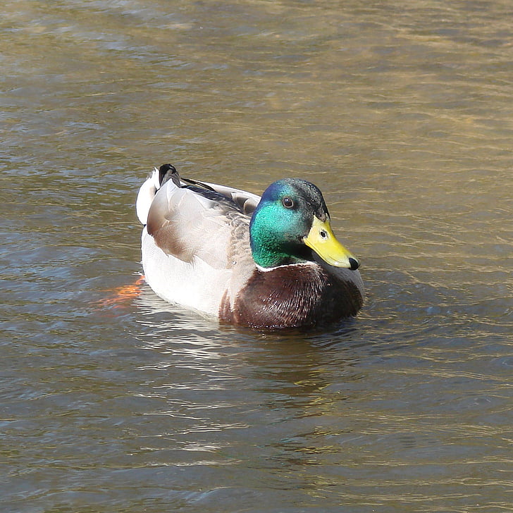 duck, male, swimming, nature, water, spring, animal