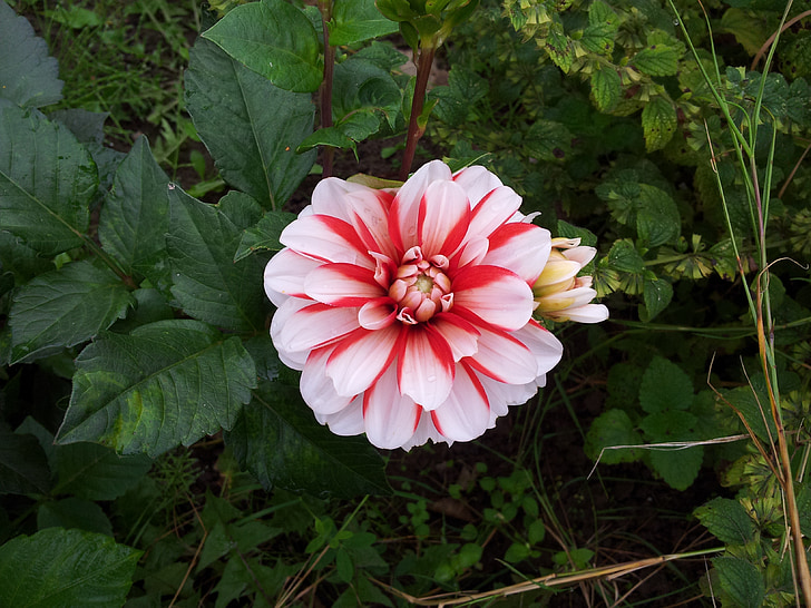 flower, pink, plant, blossom, bloom, nature