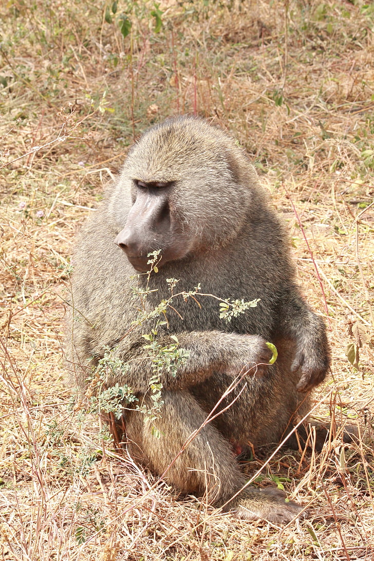 babuin, animale, Africa