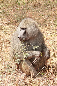 khỉ đầu chó, động vật, Châu Phi