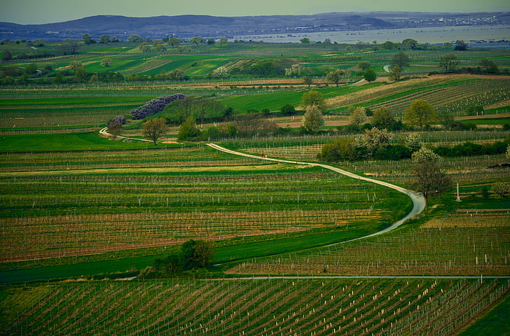 pryč, vinice, široké