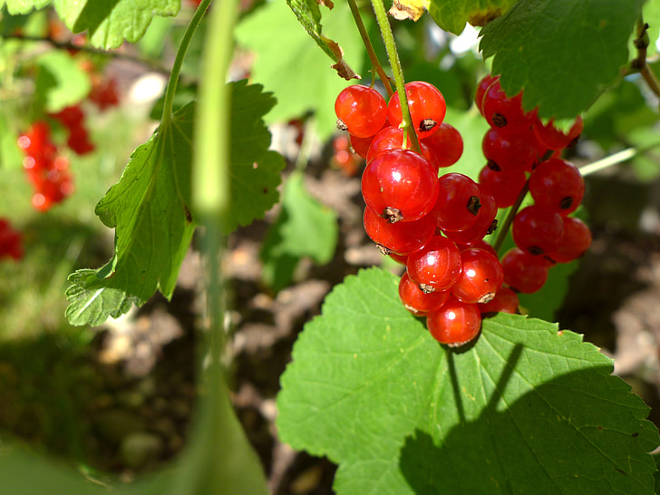 raisins de Corinthe, petits fruits, moment de la récolte, rouge, vert, jardin, Bush