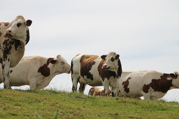 cows, normandy, france