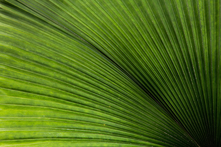 background, closeup, color, fresh, green, herb, leaf