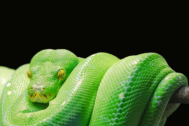 animal, close-up, green, green tree python, python, reptile, snake