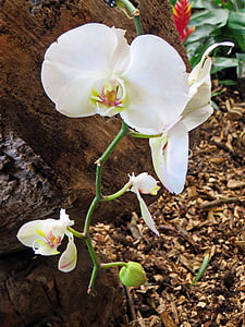 Orhideja, balta puķe, Cymbidium, ziedēšanas, augu, ziedlapas, Orchidaceae