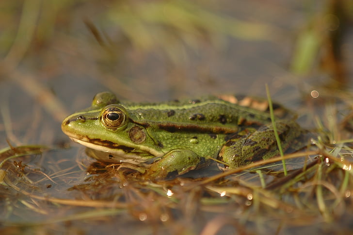 animals, amphibians, the frog, green, pond, water
