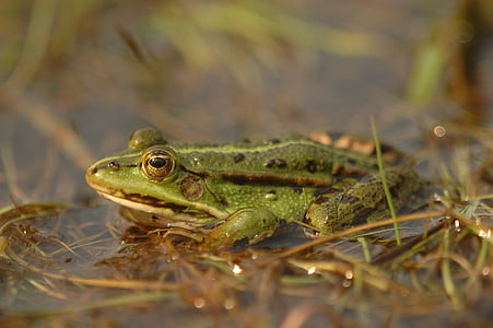 animals, amphibians, the frog, green, pond, water