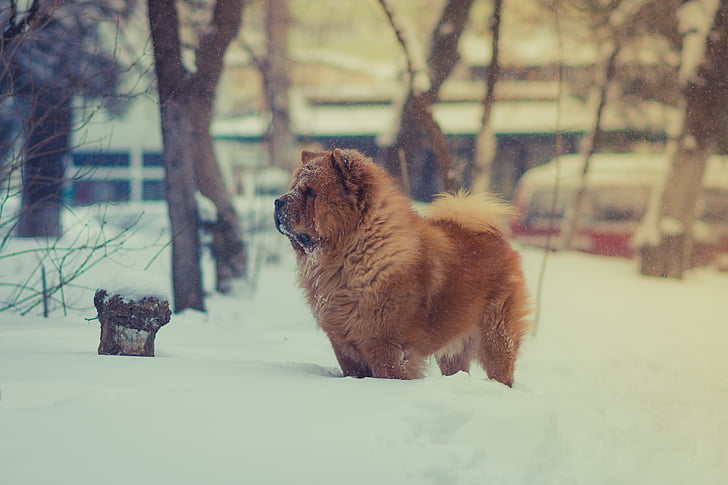 rjava, pes, pet, živali, sneg, pozimi, hladno