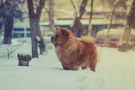 коричневый, собака, домашнее животное, животное, снег, Зима, холодная