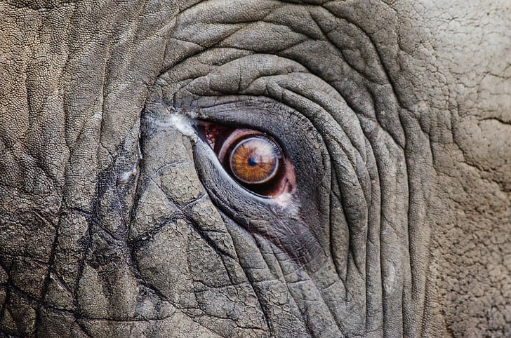 gyvūnų, didelis, detalus vaizdas, dramblys, nykstančių, akių, veido