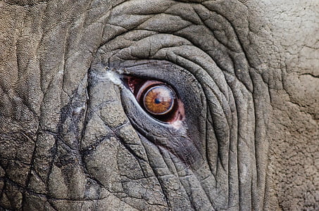 animal, gran, close-up, elefant, en perill, ull, cara
