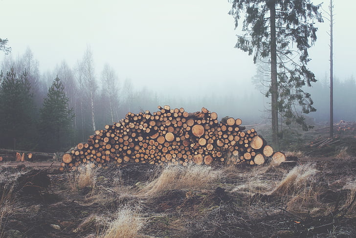 photo, pile, bois, gris, brouillard, Haze, arbres