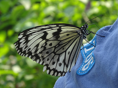 sommerfugl, insekt, dyr, svart-hvitt, blå