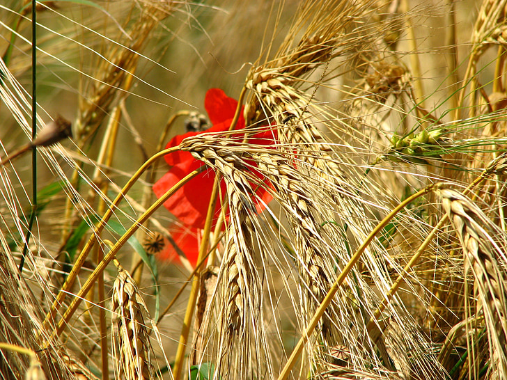 campo de trigo, espiga, trigo, campo de maíz, amapola, cereales, rojo