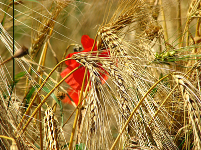 Пшеничное поле, Спайк, Пшеница, кукурузное поле, Мак, злаки, красный