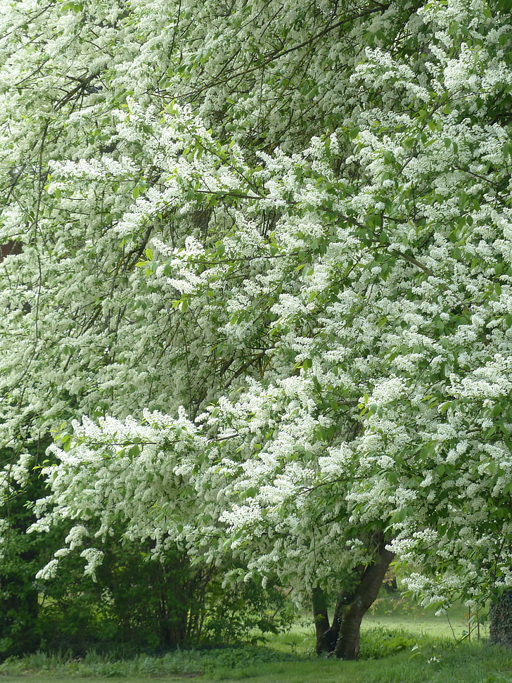 fiori, ciliegia di uccello comune, bianco, foglie, ramo, verde, Prunus padus