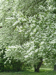 flowers, common bird cherry, white, leaves, branch, green, prunus padus