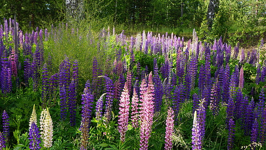 Finlandés, alto verano, flor, Lupino, púrpura, rosa