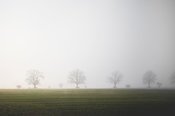 field, fog, trees, tranquility, landscape, balance, inspiration