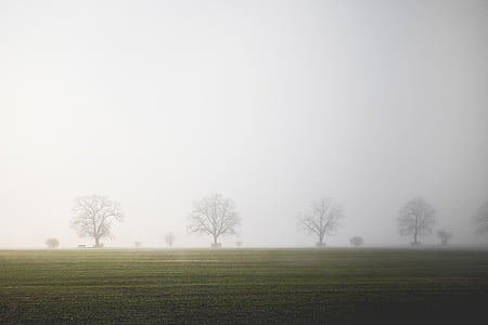 a mező, köd, fák, nyugalom, táj, egyensúly, inspiráció