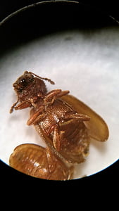 Escarabajo del grano extranjero, Escarabajo de la, Sierra diente parecen