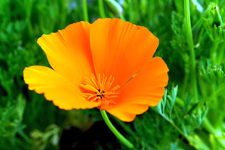 bunga, Blossom, mekar, Orange bunga, Manis, warna-warni, tender