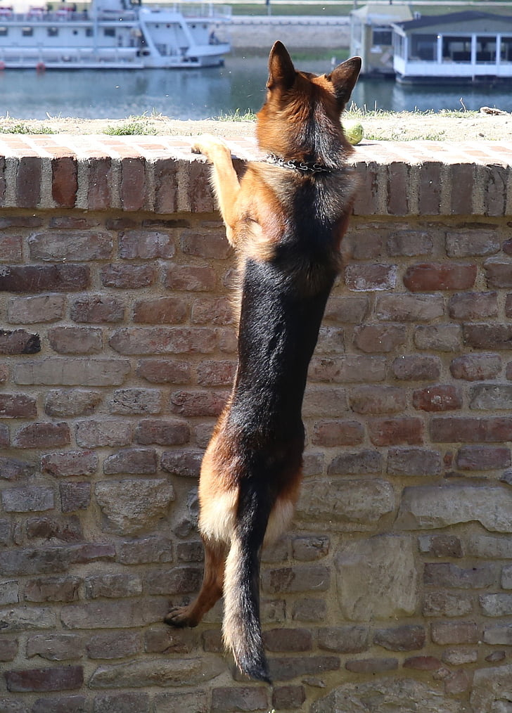 gos, pastor alemany, animal de companyia, divertit, animal, paret, curiositat