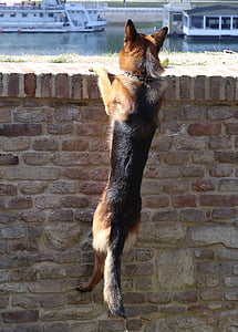 собака, Немецкая овчарка, домашнее животное, смешно, животное, стена, любопытство