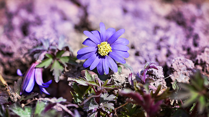 Балканський anemone, квітка, завод, цвітіння, цвітіння, синьо фіолетовий, сад