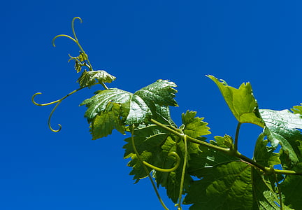 виноград, Виноградна лоза, Parra, виноградник, жнива, вирощування, Кластер
