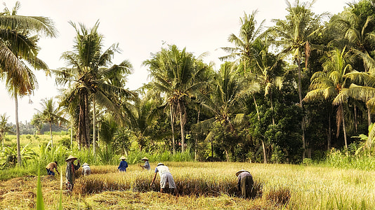 Indonesia, Bali, kerja lapangan, panen padi, petani, panen, pertanian