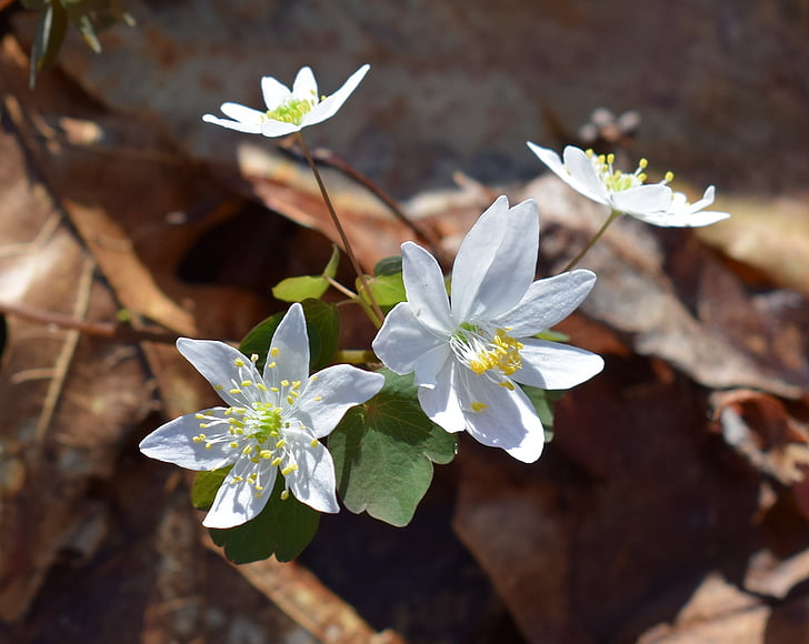 Rue anemone, Wildblumen, Blume, neu-open, Sonnenschein, Blüte, Bloom