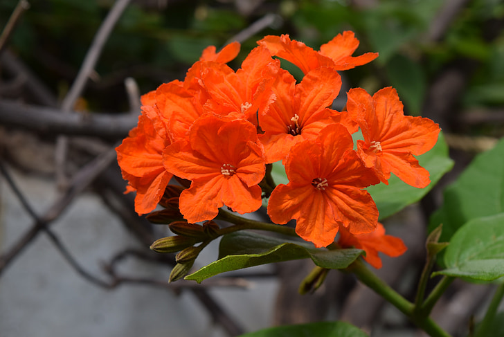 Geiger drzewo, kwiat, Cordia sebestena, pomarańczowy